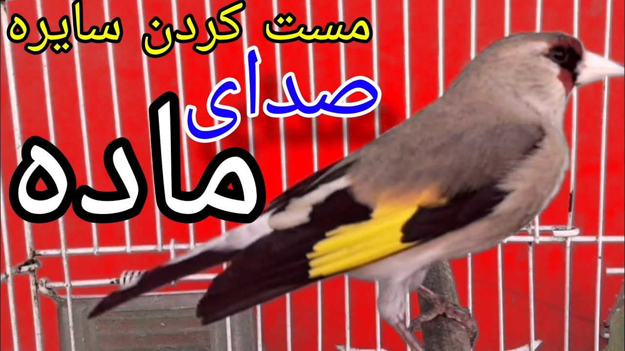 صدای ماده || الحسون سایره ماده برای مستی || Only female gold finch sounds for male