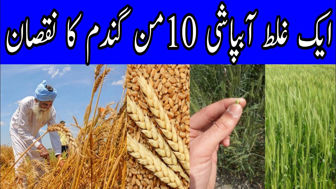 When to stop irrigation in wheat crop|How to increase per acre yield of wheat in Pakistan