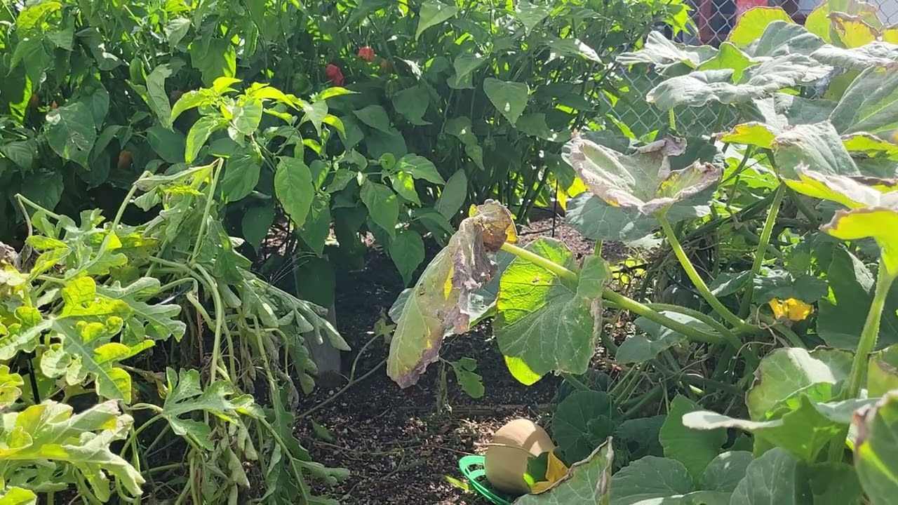 Garden 2025 is wrapping up 