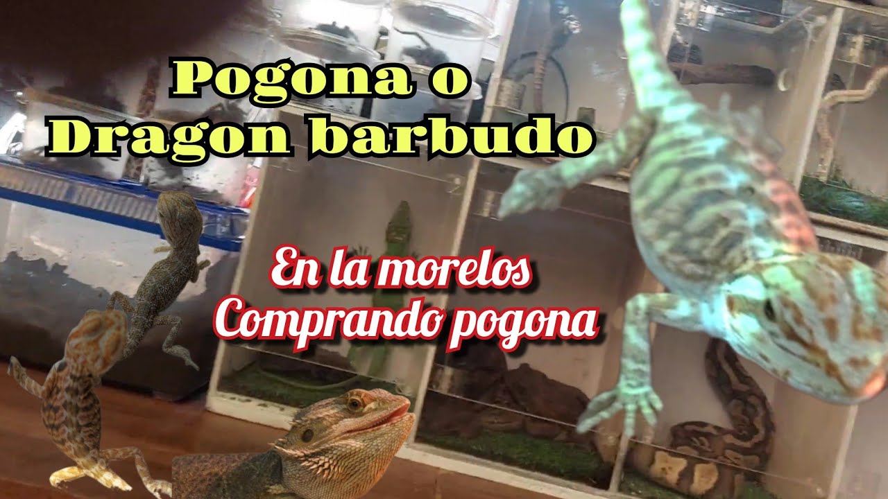 Comprando mi nueva mascota POGONA O DRAGON BARBUDO #viralvideo #vlog #mercadodepeces