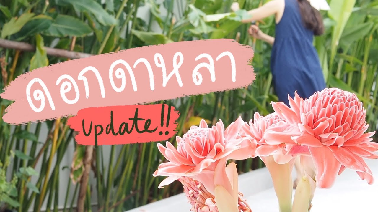 EP.61 Update ดอกดาหลาหลังปลูกได้ 1 ปี ได้ชมดอกสมใจแล้วค่ะ!