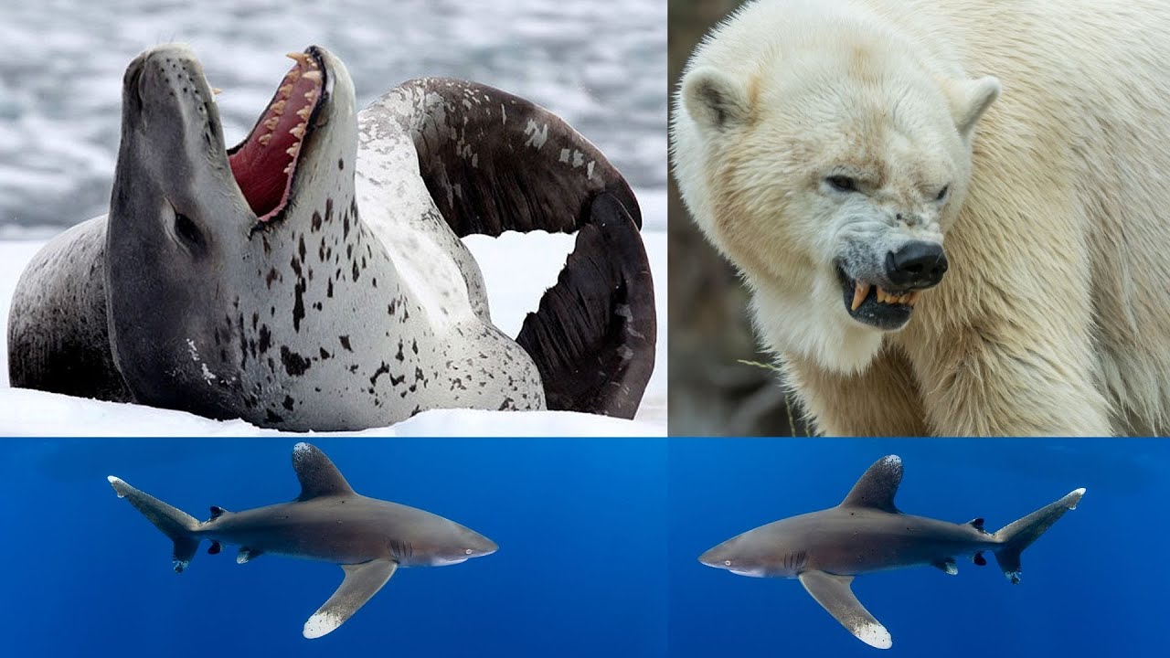 Three of the Most Brutal Animal Attacks on Record (REUPLOAD)