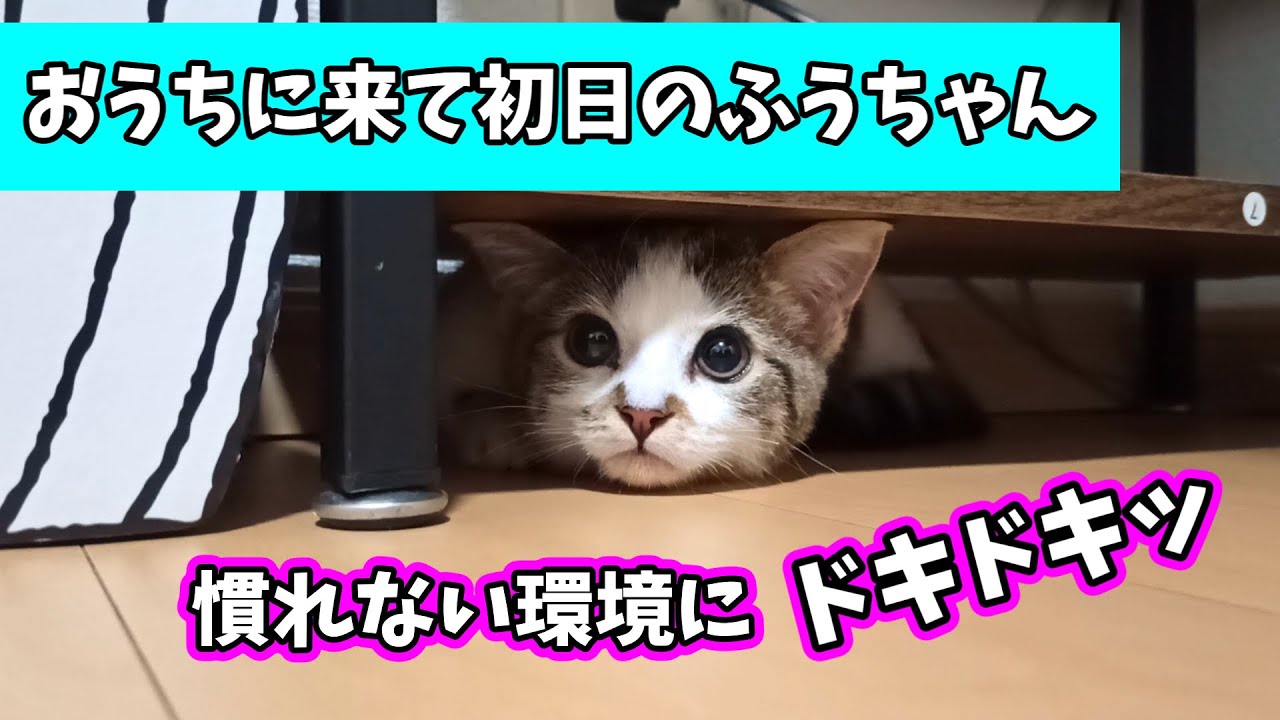 【癒し動画】短足マンチカン「ふう」の可愛すぎる日常 vol.1