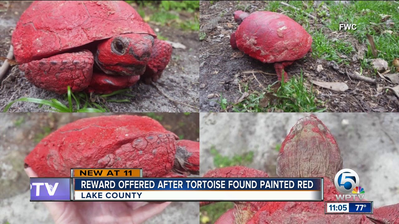 Gopher tortoise found painted red in Central Florida