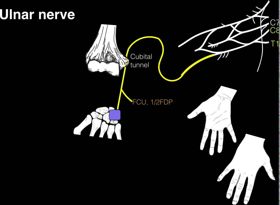 Innervation of forearm and hand muscles