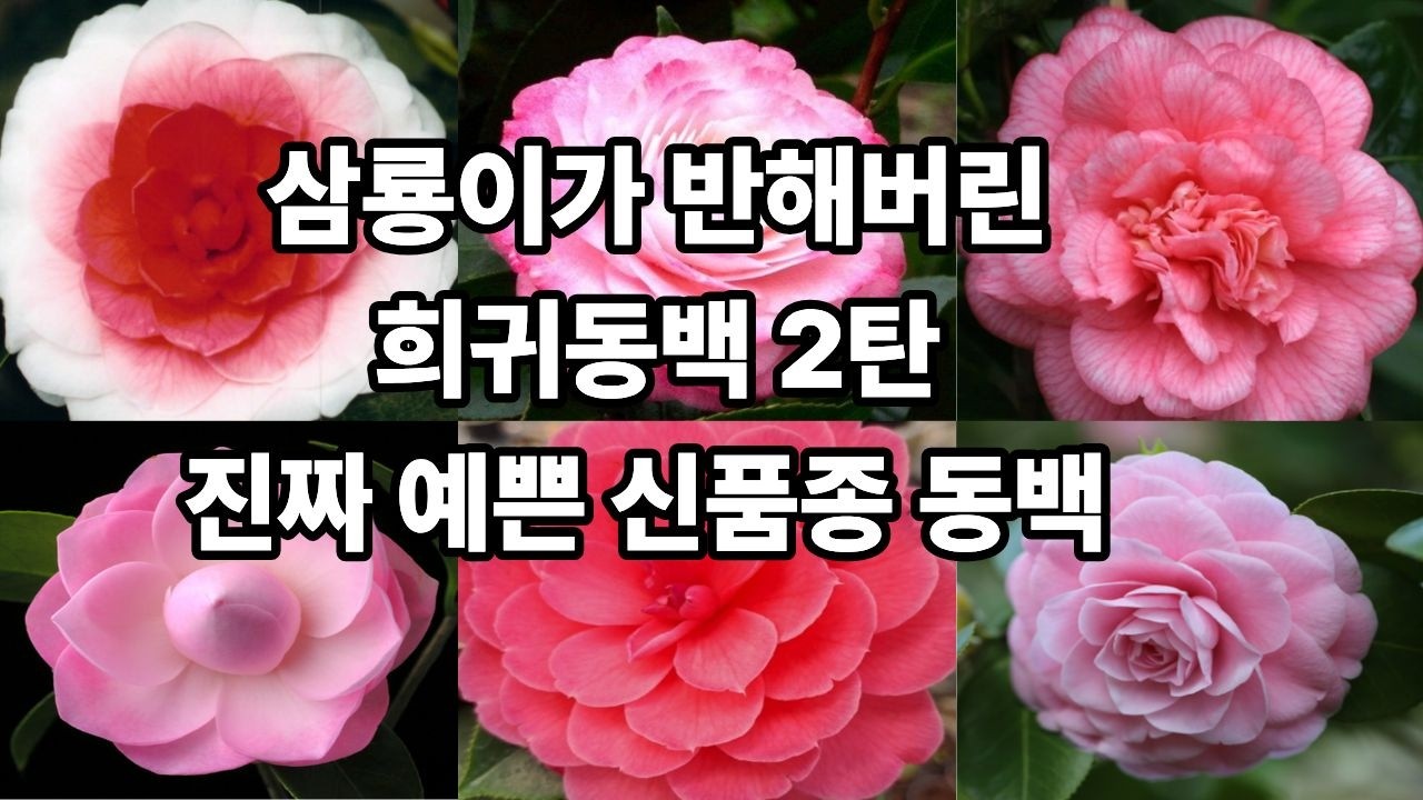 정말 희귀한 신품종 동백나무 소량입고 2편💕