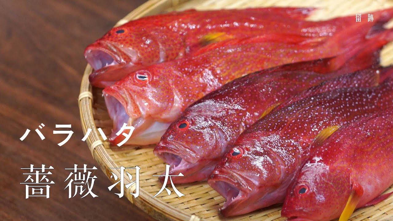 留。跡｜EP113－薔薇羽太 バラハタ 昆布醃製烤蒸法