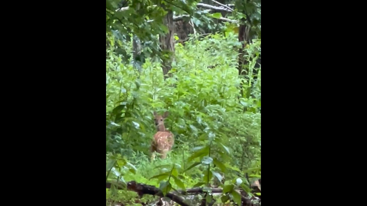I found Bambi on Appalachian Trail. #virginia #hiking