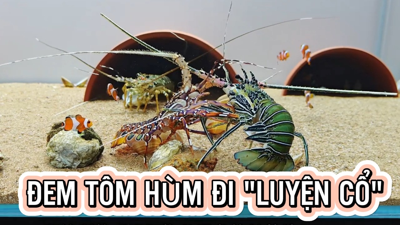 Đem Tôm Hùm Đi 