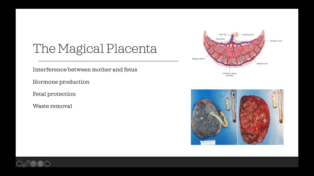 Fetal Development and Genetics