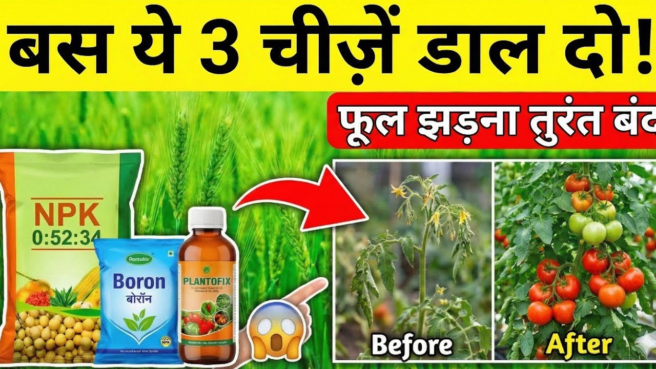 फसलों में फूल झड़ने की दवा और उपाय | Planofix & Boron Dose | Stop Flower Drop