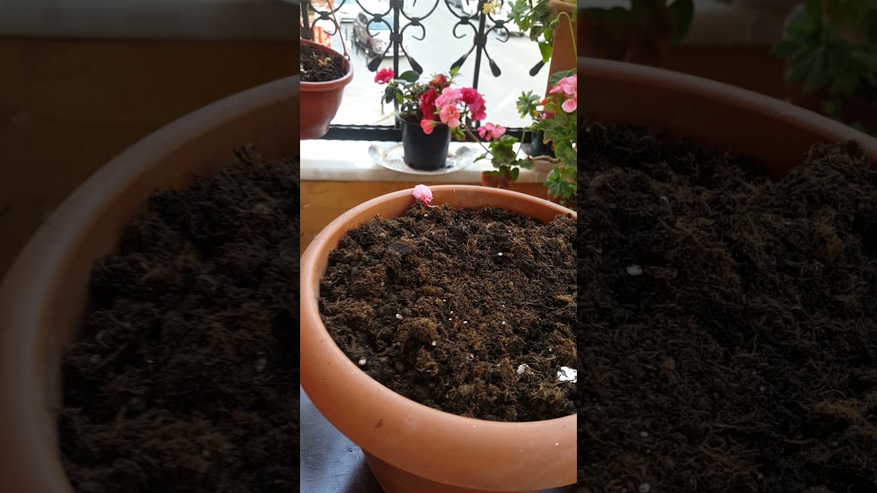 🌸sardunya nasıl çoğaltılır..