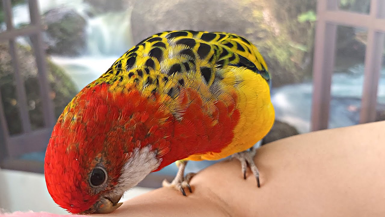 My Rosella is being Funny! 😆 (compilation)