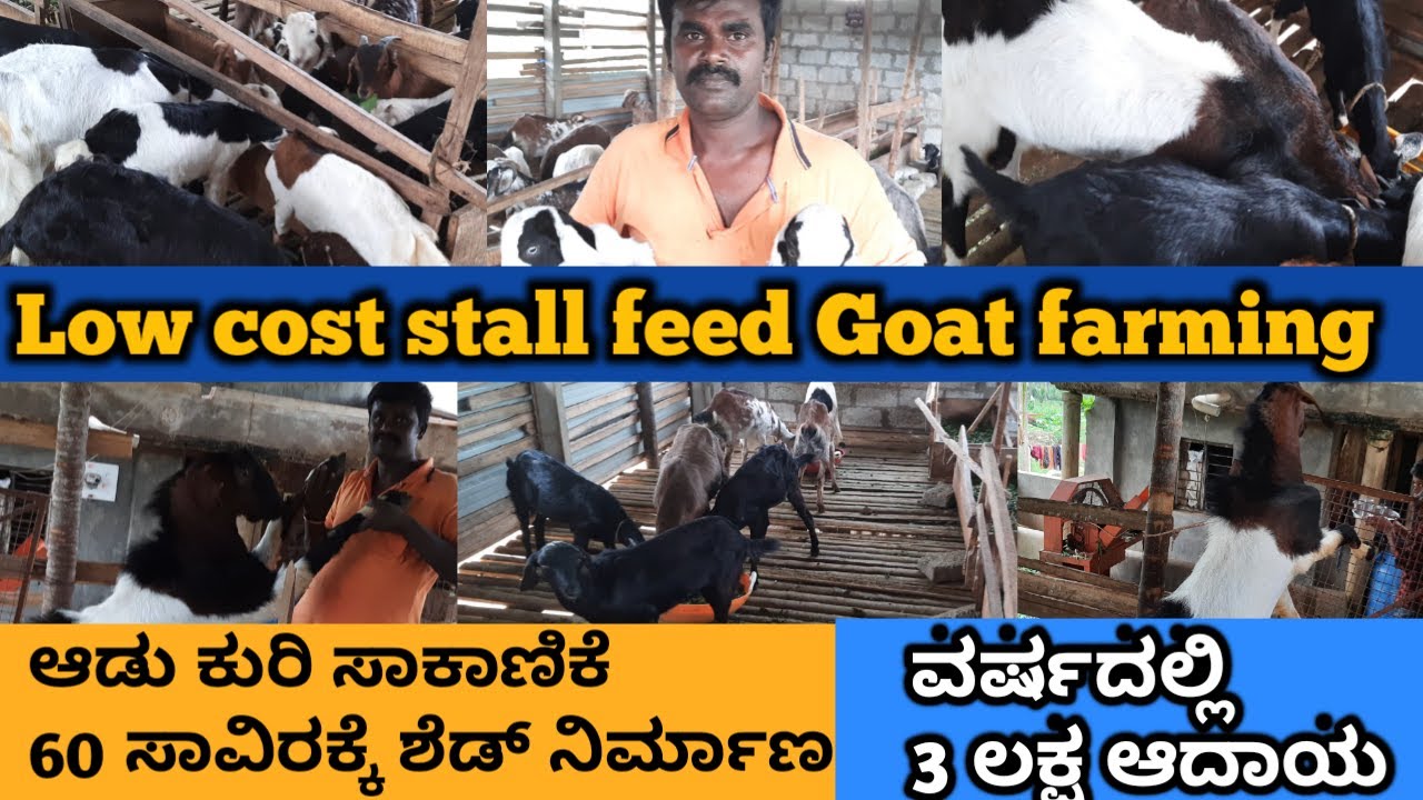 Inspiring Sheep Farm and Goat Farm // Sucess Story of Stall Feed Goat Farming and Sheep Farming