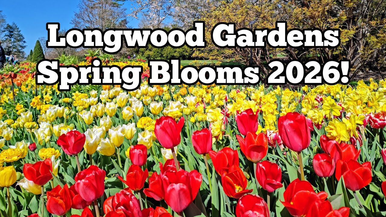 Spring Blooms and Tulips at Longwood Gardens 2026