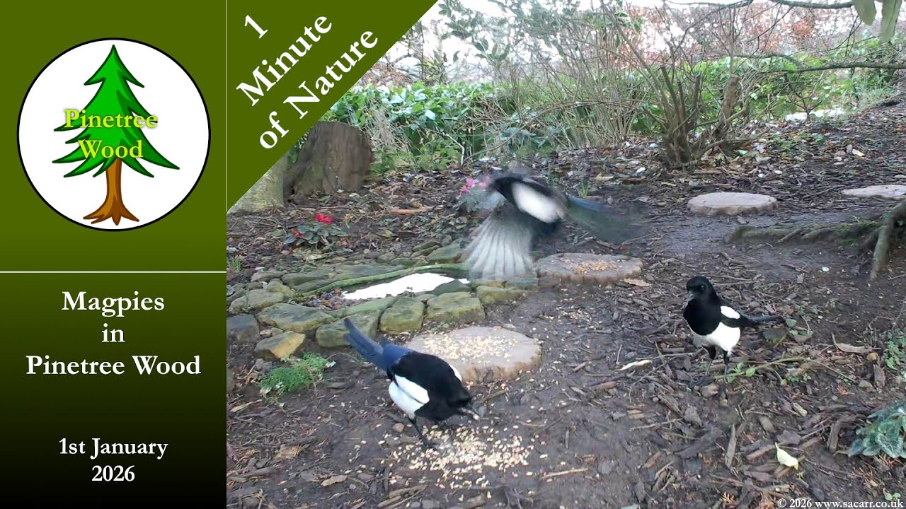 Magpies in Pinetree Wood - January 1st 2026