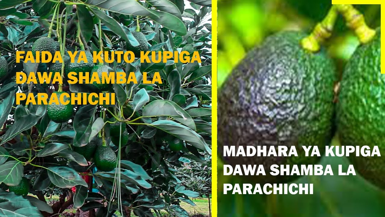 MADHARA YA KUPIGA DAWA SHAMBA LA PARACHICHI NA KUCHANGAYA MAZAO MENGINE