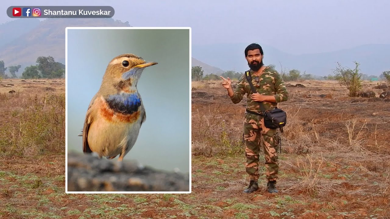 Bluethroat (Luscinia svecica) | by Shantanu Kuveskar