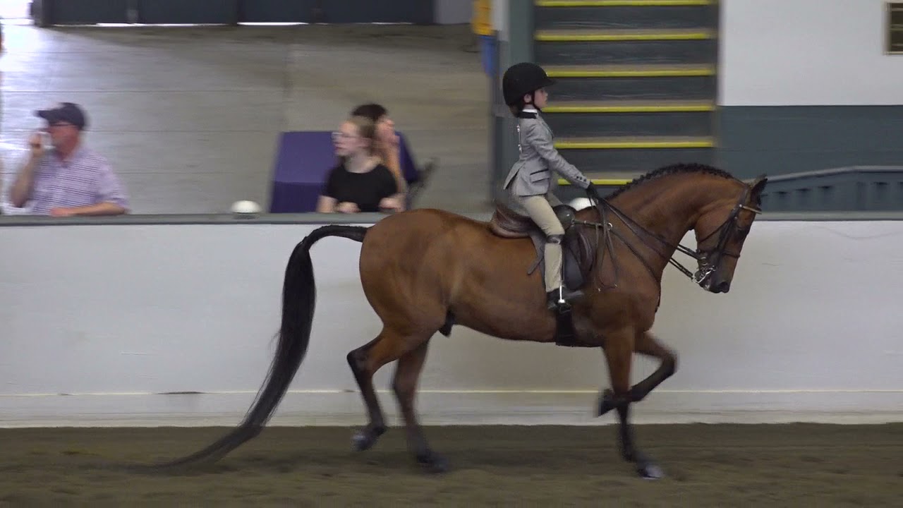Connecticut Morgan Horse Show- June 2021- Heidi's Hunt Seat Pleasure 11 & Under Championship