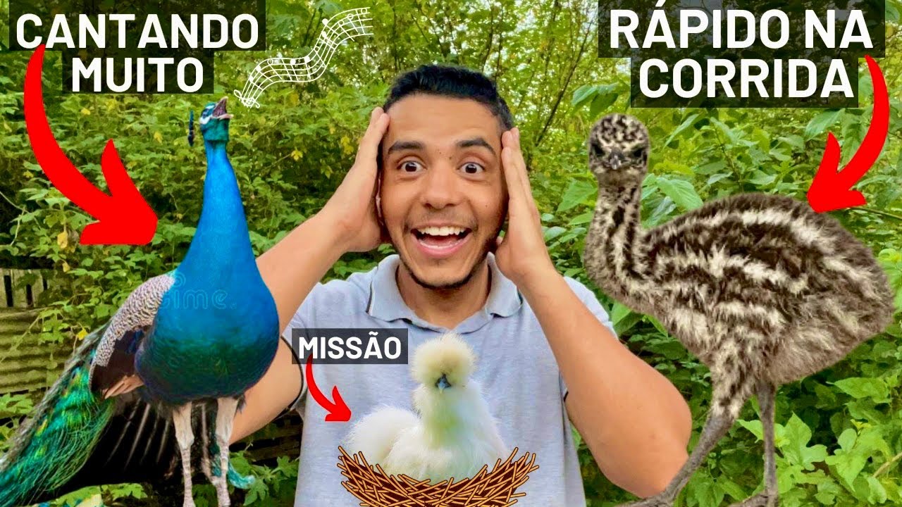 Pavão cantando | Emu correndo | Colocando ovos pra chocar | Aves Recriar