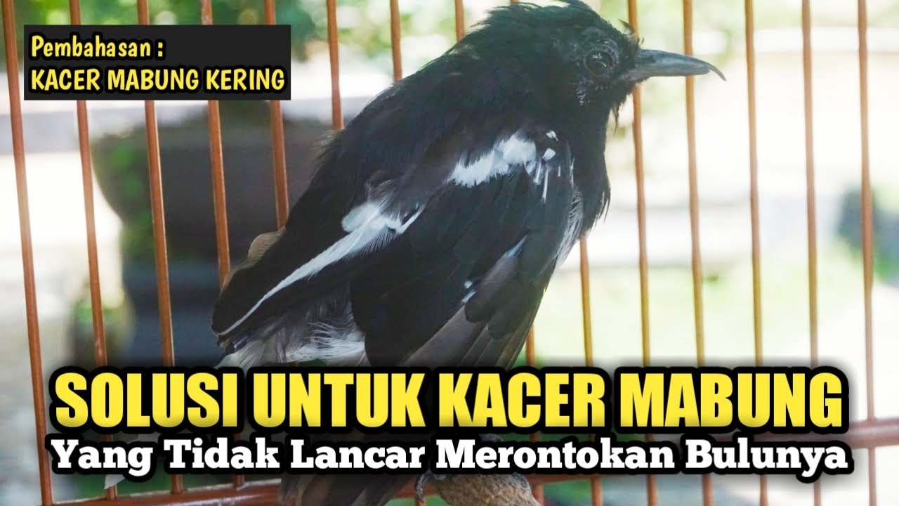 SOLUSI KACER MABUNG KERING DAN SULIT UNTUK MERONTOKAN BULUNYA