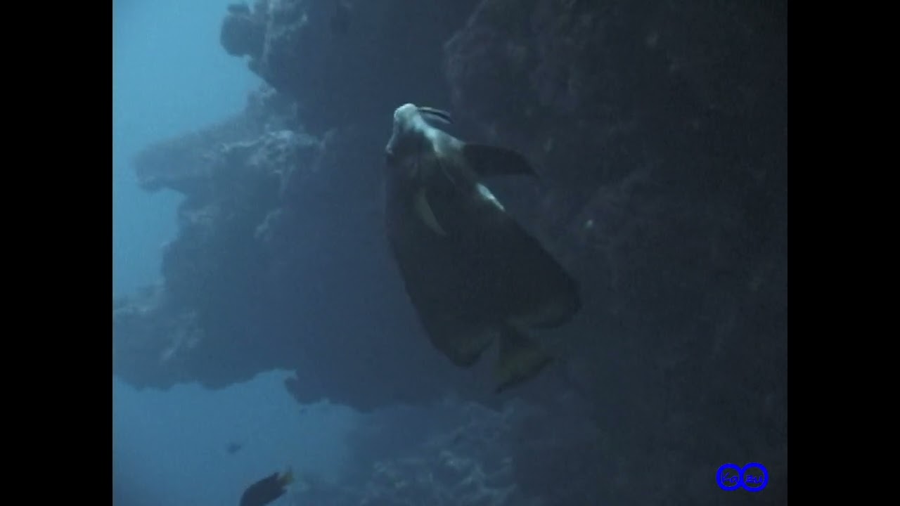 【瞬撮】アカククリ　ホンソメワケベラのクリーニング　Dusky batfish（Platax pinnatus）with Bluestreak cleaner wrasse's cleaning