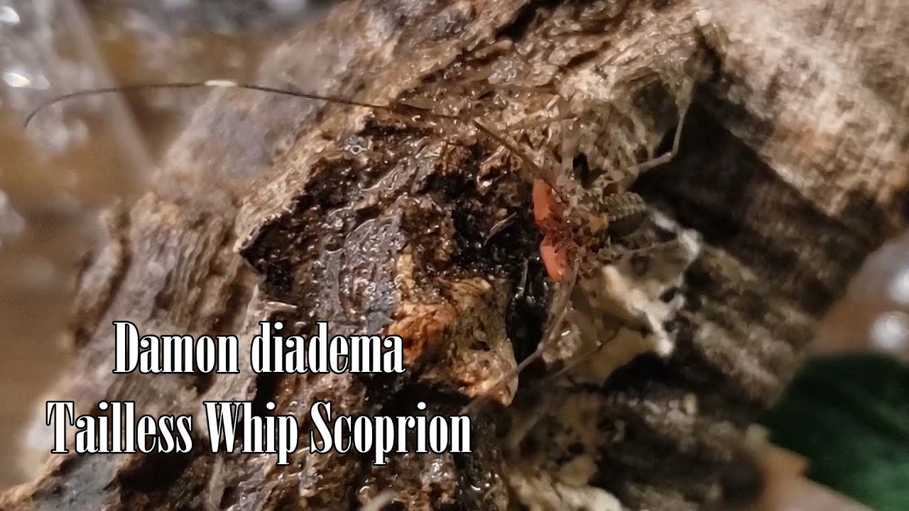 Arachnid of nightmares, Caring for and housing a Tailless whip Scorpion, Damon diadema