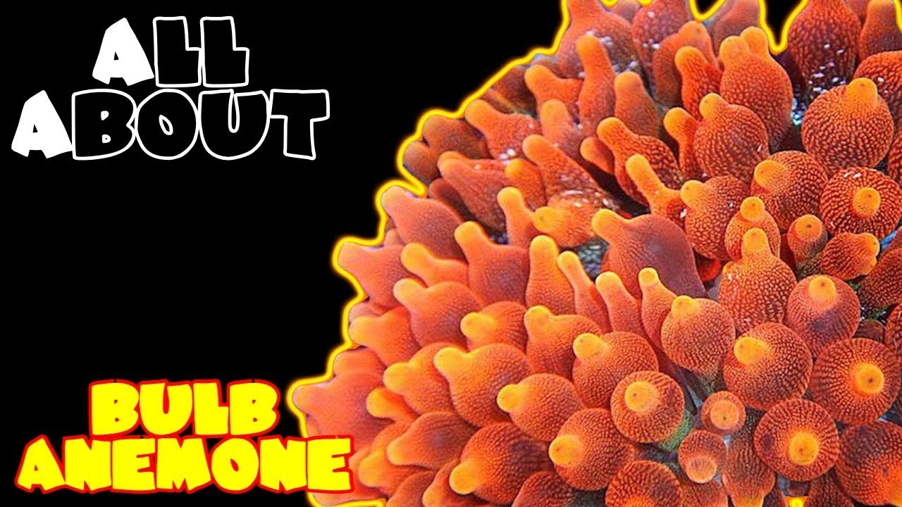 All About The Bulb Anemone | Green, Rose, Black Widow, White Spotted