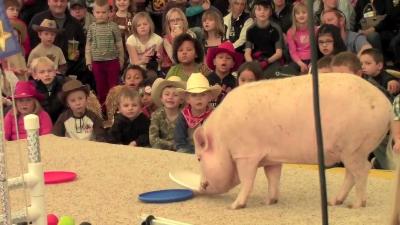 Top Hogs at the National Western Stock Show