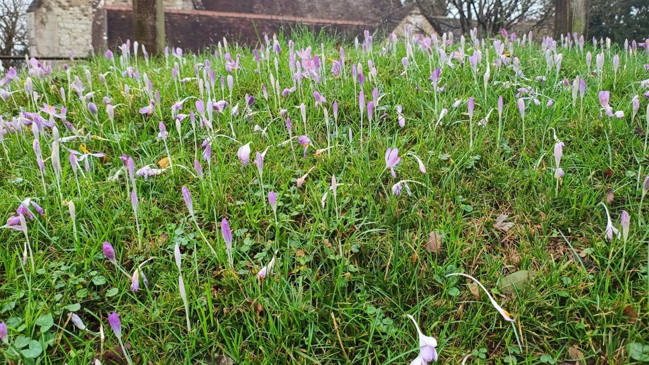 Coming Up Crocuses #crocus