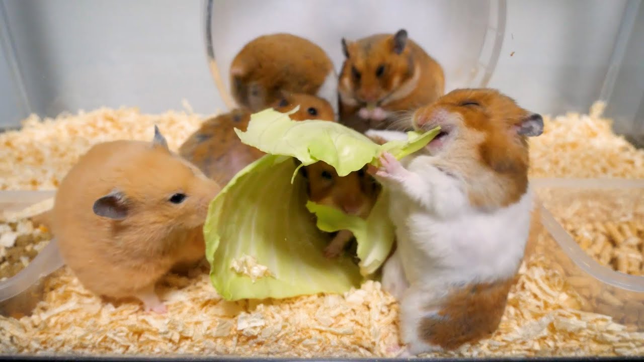 ハムスターの狂気的な食事シーンを詰め合わせたらとんでもないことになりましたｗｗｗｗｗｗｗｗ