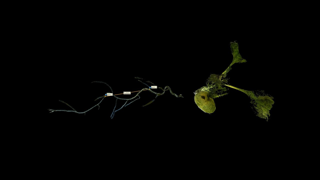 Focus Stack and 3D Model Plant Roots (Arabidopsis) Using Photogrammetry