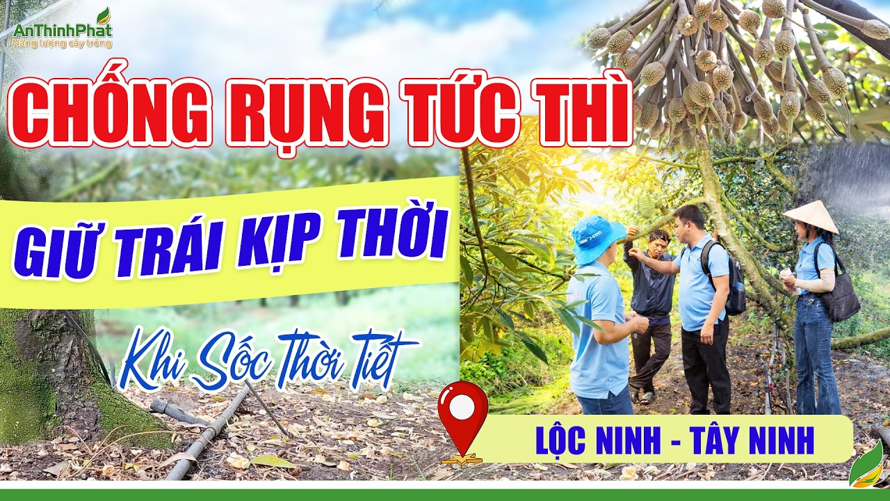 Chống Rụng Tức Thì - Giữ Trái Kịp Thời Khi Sốc Thời Tiết | An Thịnh Phát