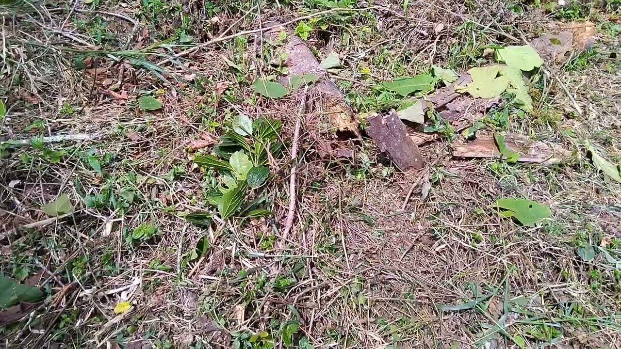Fui limpar o terreno e me deparei com a cobra