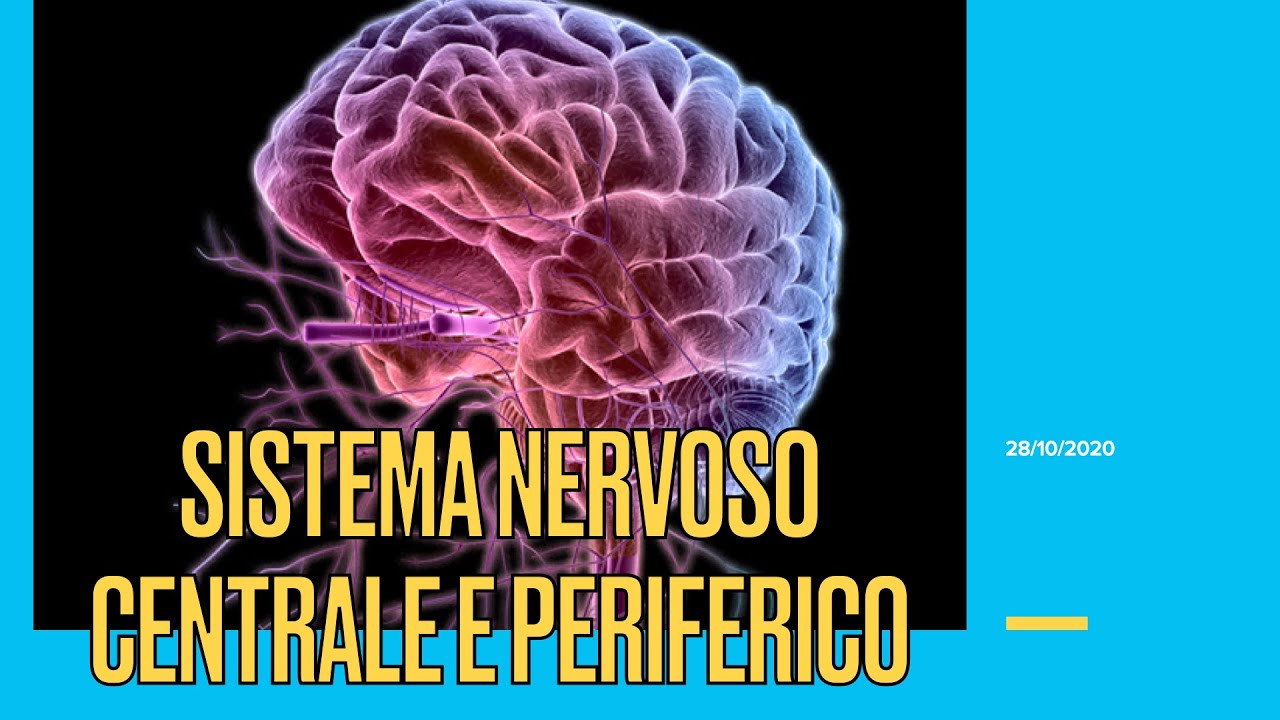 Psicologia Generale LM - LICUS - Lezione IV (28 ottobre 2020) -Sistema nervoso centrale e periferico