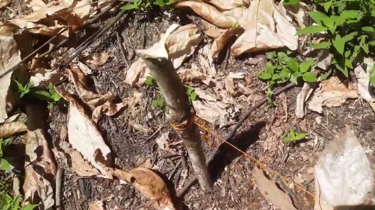 balizando cacau 3x3 farma triângulo 🔺️