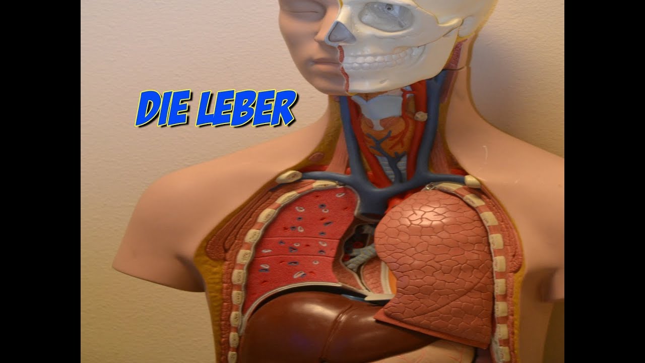 Leber: Funktion und Aufbau | Anatomie | Pflege Kanal