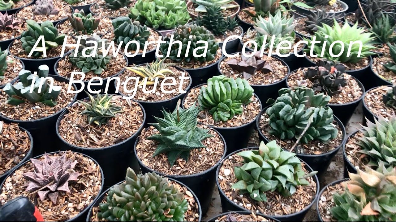 A Haworthia Collection in Benguet