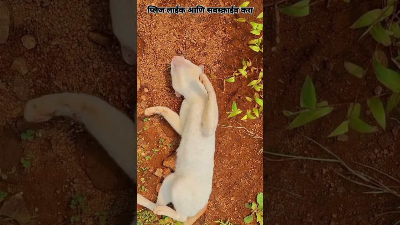 Funy cat | #trending #dance #kokannature #rain #india #indain #nikom #konkani #travel #news #new