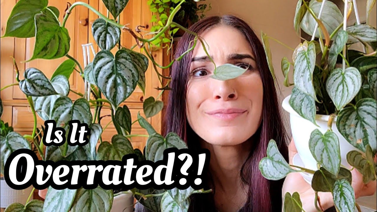 Philodendron Brandtianum || OVERRATED OR WORTH THE HYPE?! + Care Tips 🌱