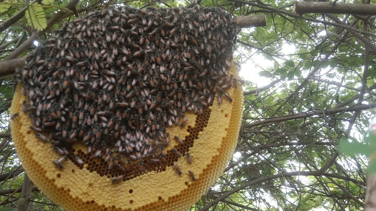 មកយកឃ្មុំព្រៃ Come and get wild bees.