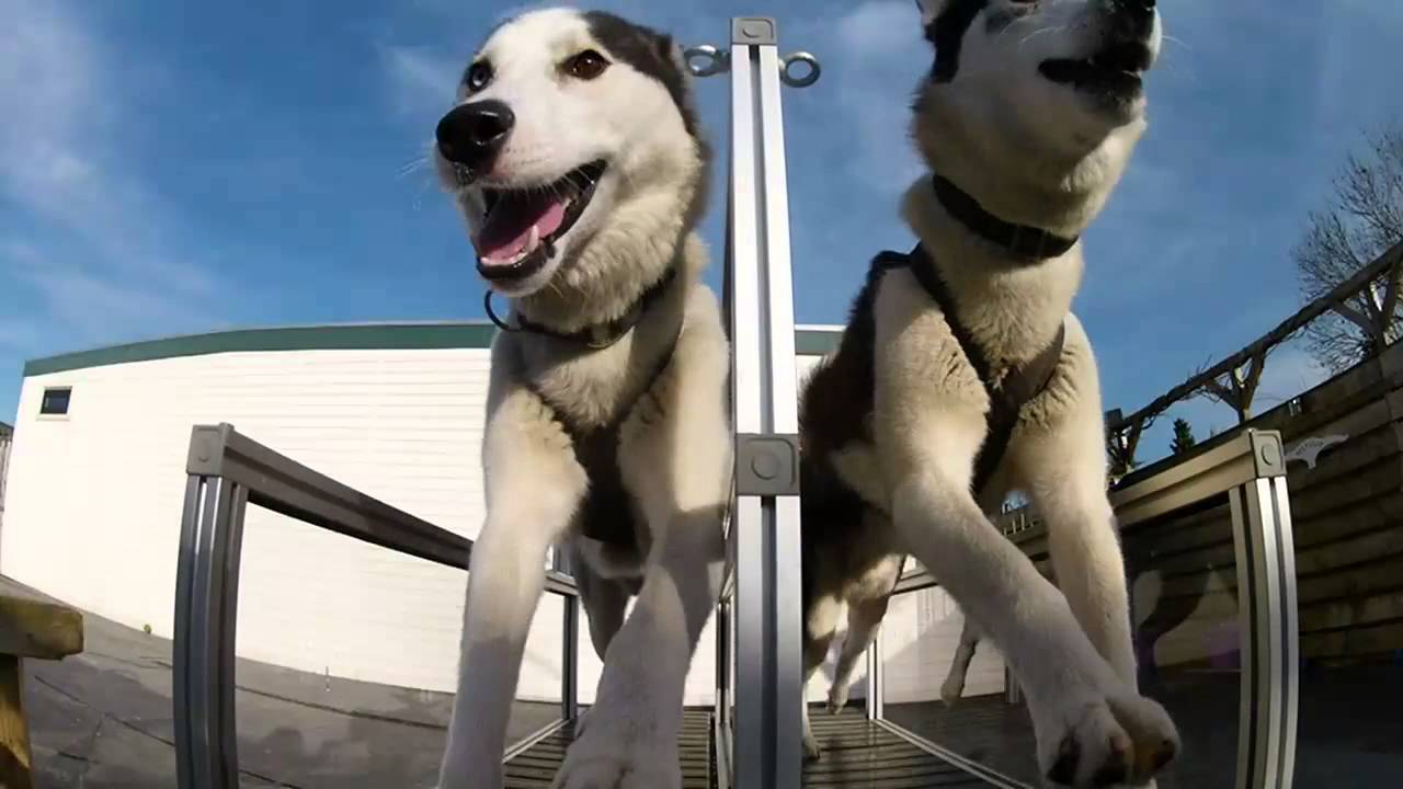 HF Mills Sleddog treadmill.