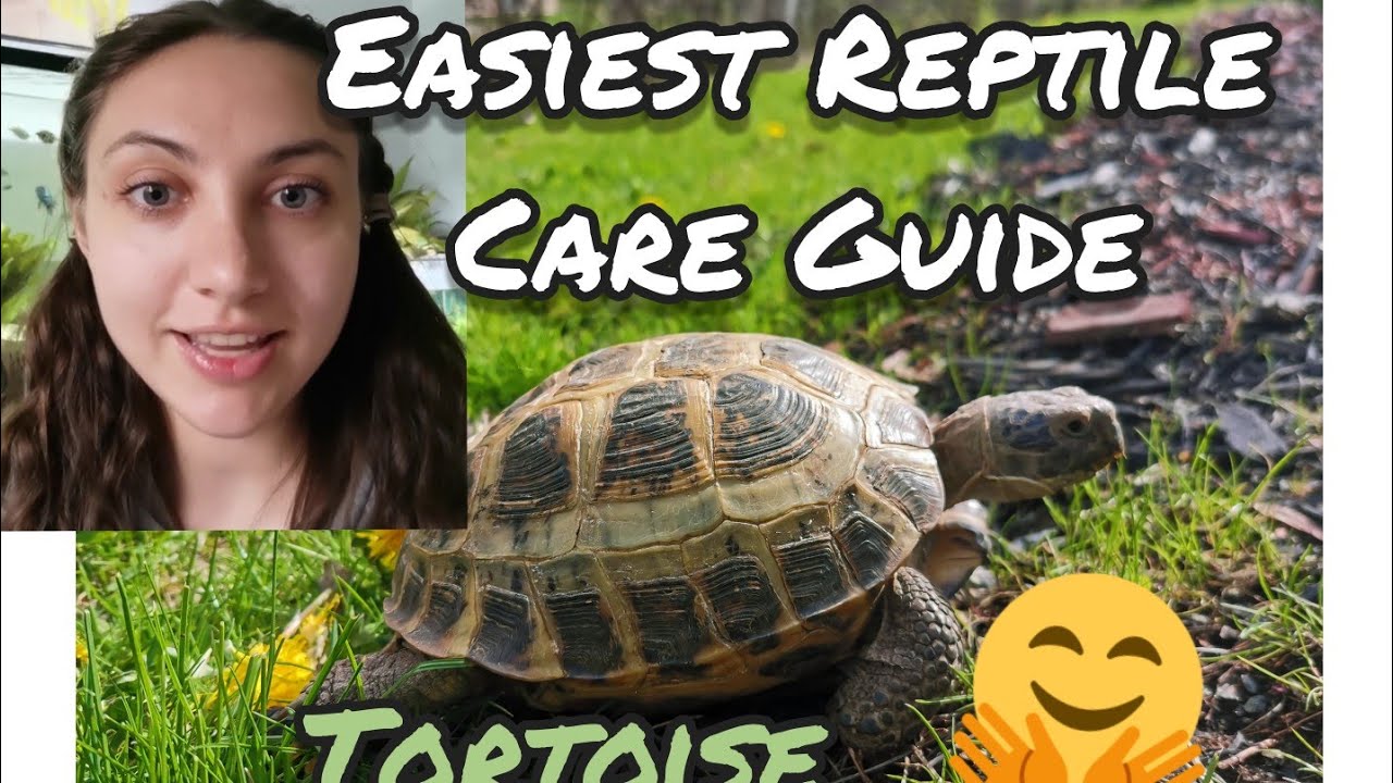 САМАЯ ПРОСТАЯ РЕПТИЛИЯ! ,🐢🦎РУССКАЯ ЧЕРЕПАХА - РУКОВОДСТВО ПО УХОДУ