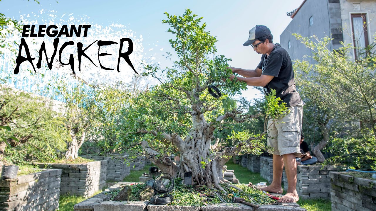 Proses Seleksi cabang..wiring dan pengarahn pada Bonsai Elegan