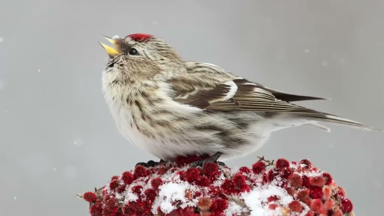 Common redpoll call