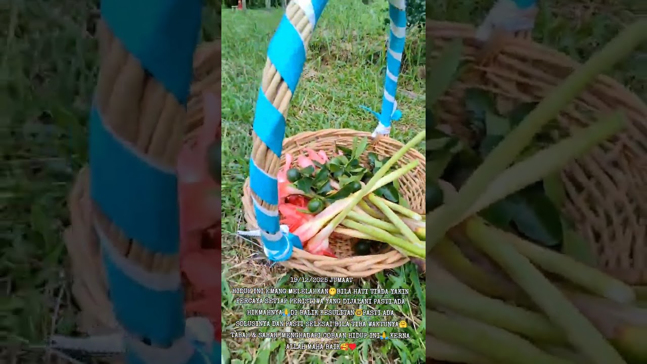 PETIK BUNGA KANTAN/LIMAU KASTURI/LIMAU PURUT & DAUNNYA/ LIMAU NIPIS DAN PUCUK UBI👍🥰♥️