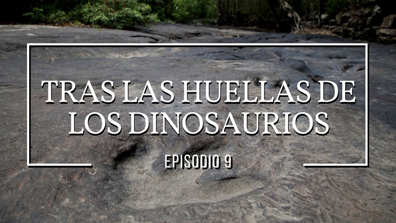 Tras las huellas de los dinosaurios: Dinosaurios #9