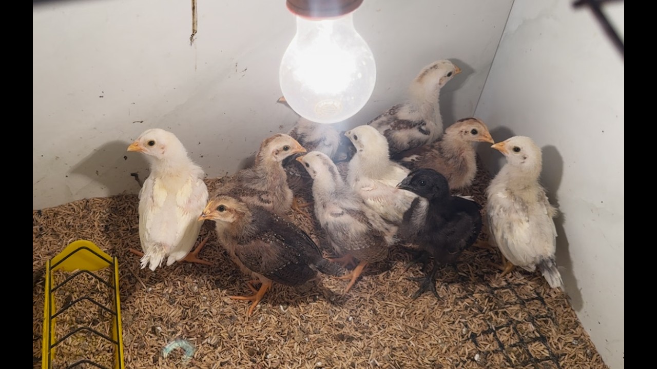 Khai Trương Mùng 6 – Chia Lộc Gà Con Đầu Xuân