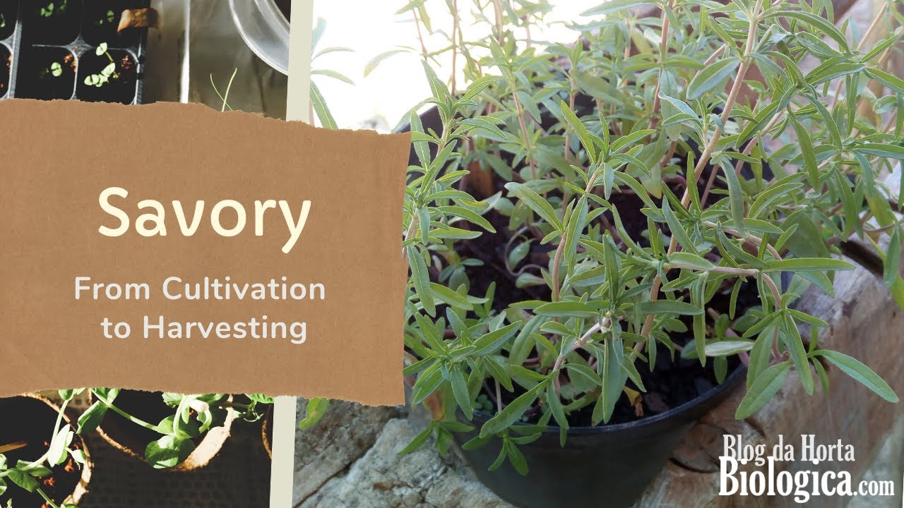 Savory - From Cultivation To Harvesting