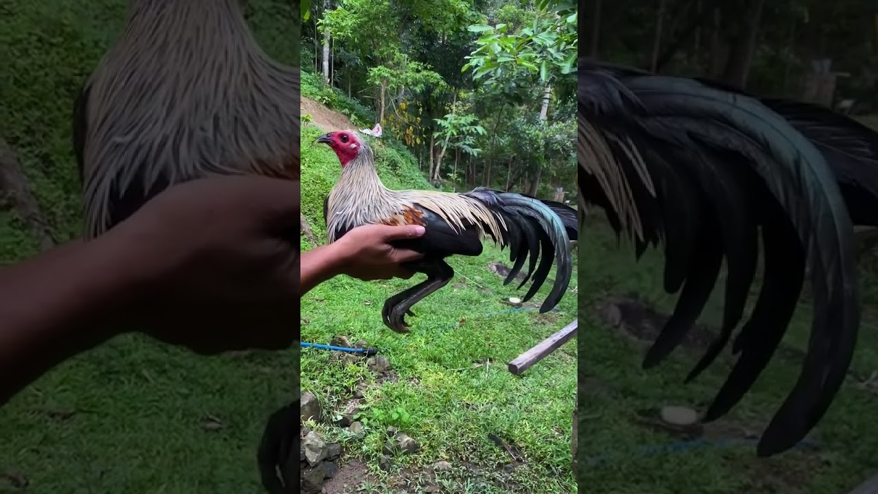 Healthy Gilmore Hatch Grey. #trending #shorts #short #gamefarm #shortvideo